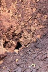 Rotten wood texture