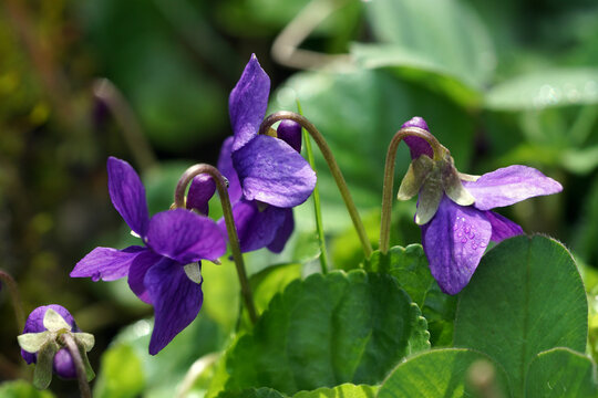 Close up of common violet (Viola odorata) in spring
