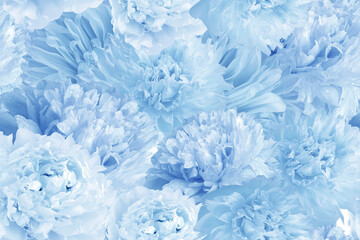 Seamless  blue   background. Flowers peonies and petals peonies. Close up.