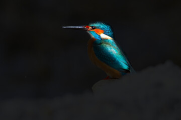Kingfisher. Artistic wildlife photography. Nature background.  