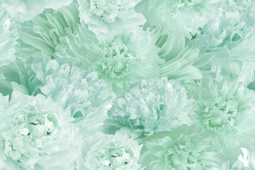 Seamless floral  background. Flowers peonies and petals peonies. Close up. - 759705253