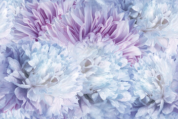 Seamless floral  background. Flowers peonies and petals peonies. Close up.