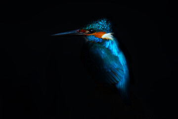 Kingfisher. Artistic wildlife photography. Nature background.  