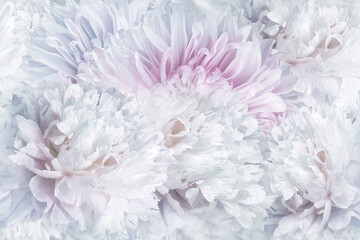 Seamless floral  background. Flowers peonies and petals peonies. Close up.