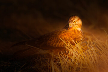 Bird of prey. Artistic wildlife photography. Nature background.  