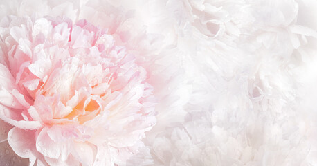 Floral spring background. Petals peonies flowers. Close-up. Nature.