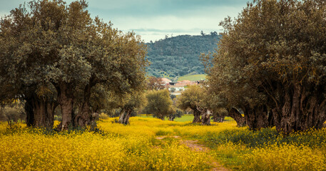 olive groves in Alentejo  Portugal - 759708445