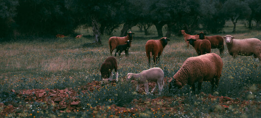 Portugal domesticated herd animals in the landscape in Europe - 759708451