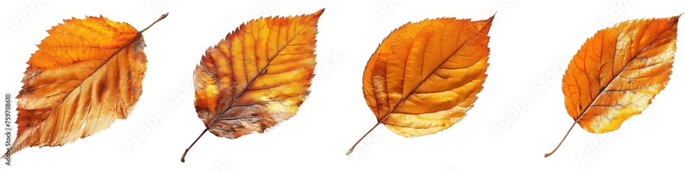 Canvas Prints set of autumn leaves isolated on transparent background