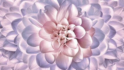 Obraz premium Pink dahlia. Floral background. Closeup. Nature.