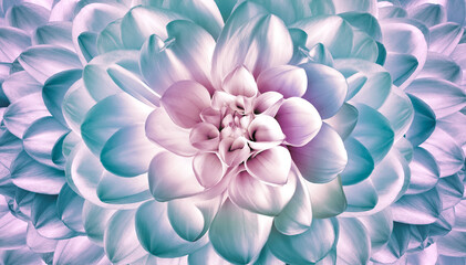 Dahlia. Flower  background.  Macro.   Nature.