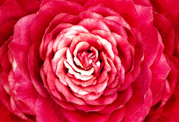 Red rose.  Floral background .  Closeup.  Nature.
