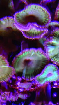 Green White Striped Polyp  (Zoanthus sp.), Colorful button corals swaying under the sea water