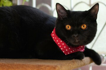 British Shorthair cat, large, black, wearing a red scarf with white polka dots.