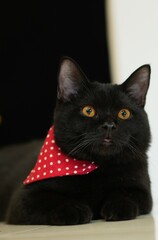 Characteristics of a male black British Shorthair cat.