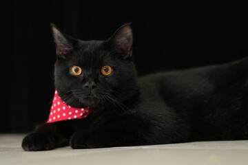 Characteristics of a male black British Shorthair cat.