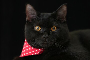 Characteristics of a male black British Shorthair cat.