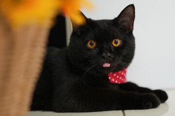 Characteristics of a male black British Shorthair cat.