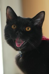Characteristics of a male black British Shorthair cat.