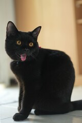 Characteristics of a male black British Shorthair cat.