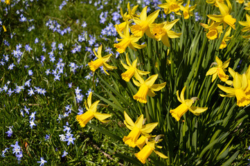 Yellow Daffodils blooming at a Park in Edinburgh Scotland, UK
