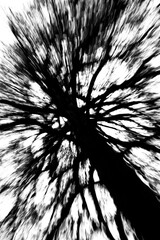 ICM Intentional camera movement with long exposure of leafless tree silhouette in autumn abstract...