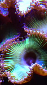 Green White Striped Polyp  (Zoanthus sp.), Colorful button corals swaying under the sea water