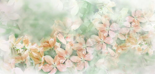 Floral spring background. Petals flowers. Close-up. Nature.