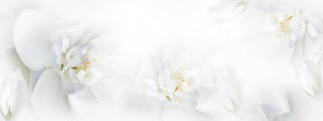 Jasmine  white  flowers. Floral spring background.  Close-up.  Nature.