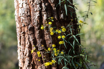 selective focus on small yellow flowers next to the tree, beautiful textured tree background