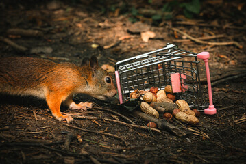 Shopping squirrel