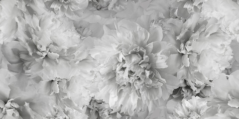 Seamless floral  background. Flowers peonies and petals peonies. Close up. © nadezhda F