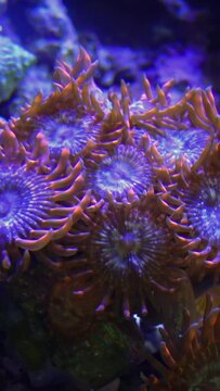 Green White Striped Polyp  (Zoanthus sp.), Colorful button corals swaying under the sea water
