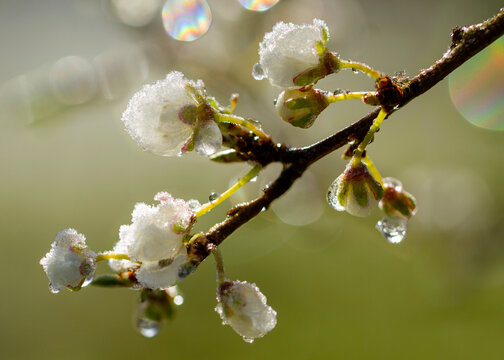 Branch with flowers of fruit trees covered with ice. Close-up, frozen plants after after frost. Seasons.