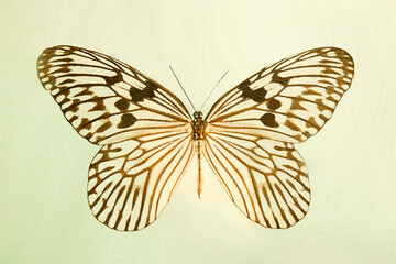 Butterfly Idea idea watercolor graphic illustration - 759718091