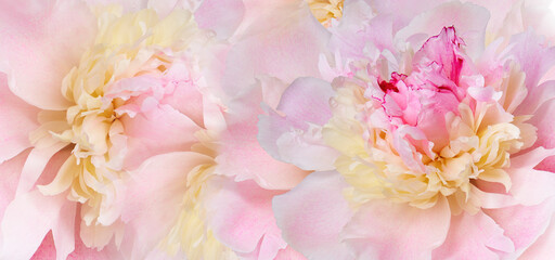 Peony flower. Floral background. Closeup. Nature.	