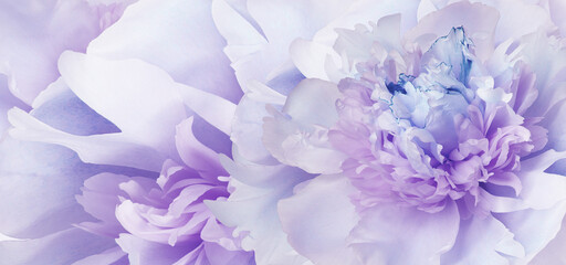 Peony flower. Floral background. Closeup. Nature.	
