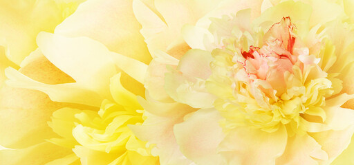 Yellow  peony flower.   Floral background. Closeup.  Nature.