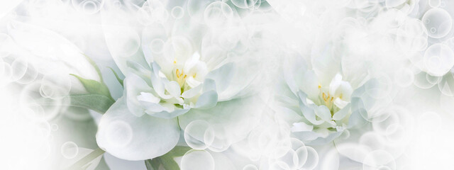 Jasmine  white  flowers. Floral spring background.  Close-up.  Nature.