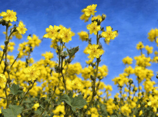 Fototapeta premium Yuchae Flowers on the blue sky