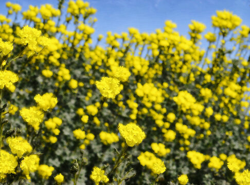 Yuchae Flowers on the blue sky