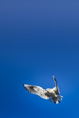 seagull in flight