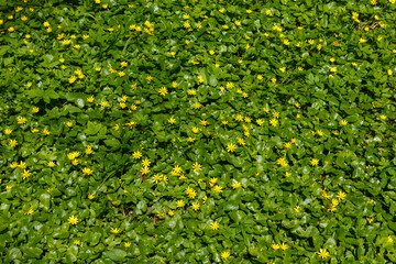 Lesser celandine, pilewort or ranunculus ficaria yellow spring flowers