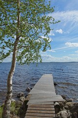 Fototapeta na wymiar Tree and wooden pier on lake shore on a sunny summer day.