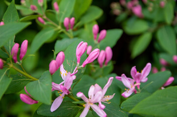 Honeysuckle flower blossom in spring nature season. Summer flower honeysuckle