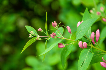 Honeysuckle flower blossom in spring nature season. Summer flower honeysuckle. Woodbine