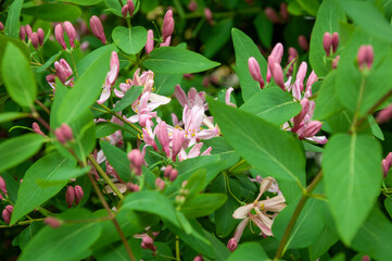Honeysuckle flower blossom in spring nature season. Summer flower honeysuckle. Woodbind