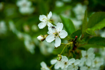 Spring blooming flower. Spring nature blossom. Springtime apricot bloom. Flower blossom in spring. Macro photography