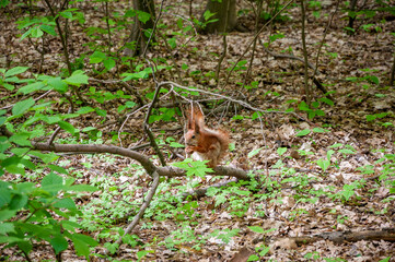 Squirrel wild animal in forest outdoor. Wildlife of squirrel