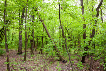 Spring nature forest. Nature in summer. Springtime season. Pathway or path in forest wood. Wild forest